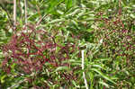 Elderberry